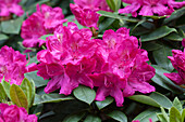 Rhododendron 'Crown Prince'
