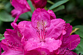 Rhododendron Crown Prince
