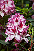 Rhododendron Hybride 'Diadem'