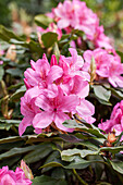 Rhododendron 'Diphole Pink' hybrid