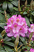 Rhododendron Donald Waterer