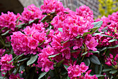 Rhododendron 'Dr. H.C. Dresselhuys'