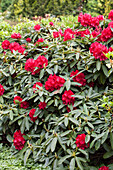 Rhododendron 'El Alamein'