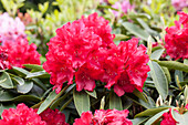 Rhododendron 'El Alamein'