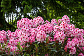 Rhododendron hybrid 'Etoile de Sleidinge' (German)