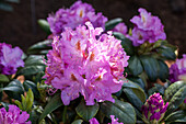 Rhododendron Everestianum