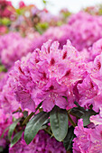 Rhododendron Lilofee