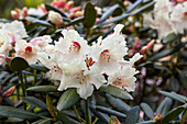 Rhododendron 'Feingold'