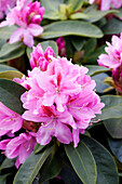 Rhododendron 'Furnivall's Daughter'