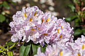 Rhododendron 'Genoveva