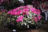 Rhododendron Hybrid 'Germania'®