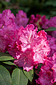 Rhododendron Hybride 'Germania'®