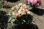Rhododendron 'Gloria