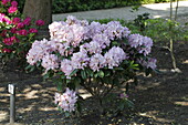 Rhododendron 'Gloriosum'