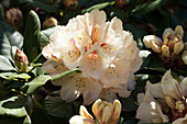 Rhododendron 'Goldbukett