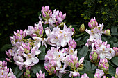 Rhododendron Gomer Waterer