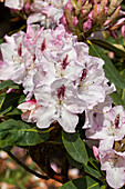 Rhododendron 'Gudrun