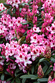 Rhododendron 'Hachmann's Charming'(s)