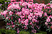 Rhododendron 'Hachmann´s Charmant'(s)