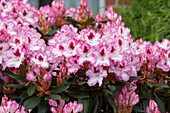 Rhododendron 'Hachmann's Charming'(s)