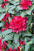 Rhododendron Hybrid 'Hachmann's Firelight' (s)