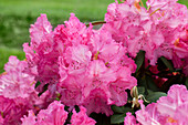 Rhododendron 'Haithabu'®