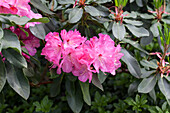 Rhododendron 'Helga'