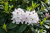 Rhododendron 'Hermann Backhus