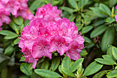 Rhododendron hybrid 'Homer