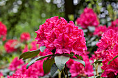 Rhododendron Hosea Waterer