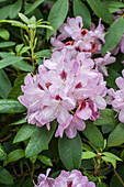 Rhododendron 'Hutberg'