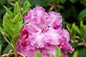 Rhododendron 'Jan Dekens'