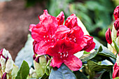 Rhododendron Hybrid (large flowered)