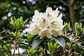 Rhododendron 'Kralingen