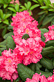 Rhododendron 'Lambada'