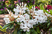 Rhododendron 'Langworth