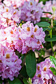 Rhododendron pink