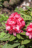 Rhododendron insigne 'Marianne von Weizsäcker