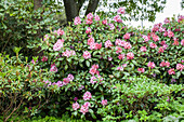 Rhododendron 'Marina Domschke'