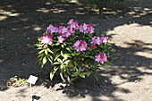 Rhododendron 'Maulbronn'