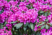 Rhododendron 'Maxwaldmädchen