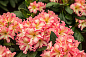 Rhododendron 'Melrose Flash'