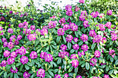 Rhododendron 'Mrs. Harry Ingersoll