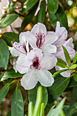 Rhododendron 'Mrs Helen Koster'