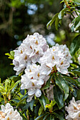 Rhododendron 'Mrs. John Clutton'