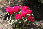 Rhododendron hybrid 'Mrs P. den Ouden