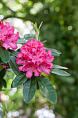 Rhododendron Hybride 'Mrs. R. S. Holford'