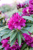 Rhododendron Hybride 'Old Port'