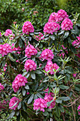 Rhododendron Hybride 'Parkfreude'