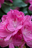 Rhododendron hybrid 'Parkfreude